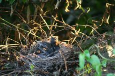 Amsel-6-Tag-1.jpg